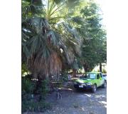 Washingtonia Robusta
